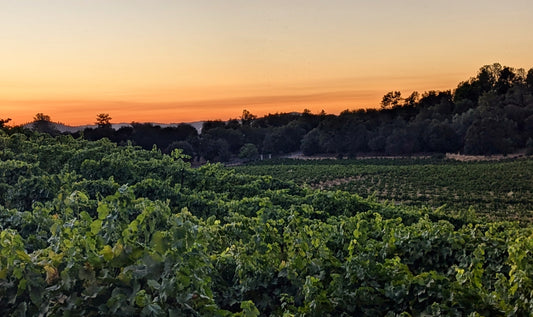 August 2026 Wine Club Release